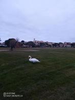 APPART 45 M2 GOLF PONT ROYAL FRANCE, Immo