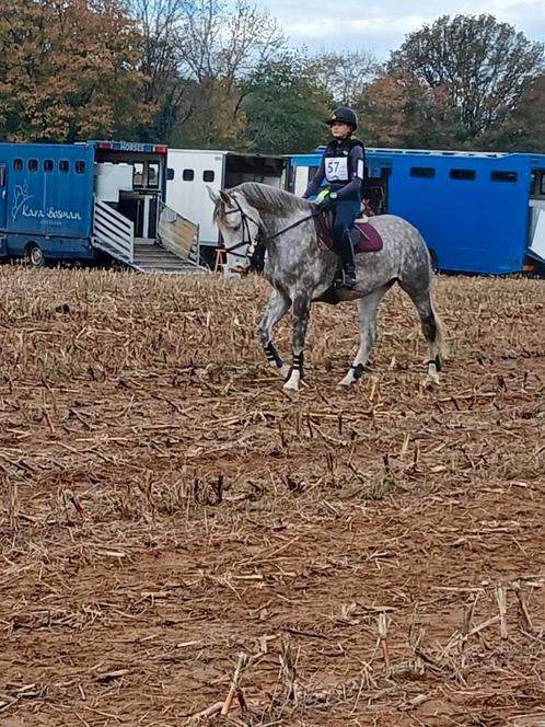 Stallenhulp/ bijrijder aangeboden, Dieren en Toebehoren, Paarden
