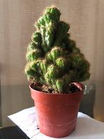 Cactus 13€, Maison & Meubles, Plantes d'intérieur, Cactus