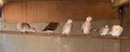 tortelduiven lachduiven, Dieren en Toebehoren, Vogels | Duiven, Meerdere dieren, Tortelduif