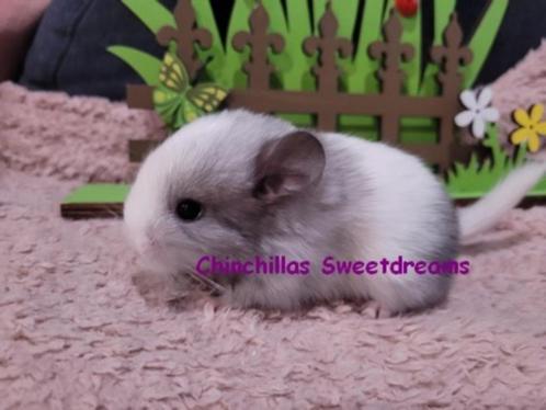 2 chinchillas nouveau-nés white ebony à résrever, Animaux & Accessoires, Rongeurs, Plusieurs animaux, Chinchilla, Domestique