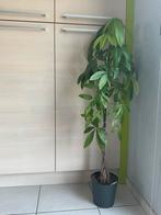PACHIRA AQUATICA, Huis en Inrichting, Kamerplanten, Ophalen