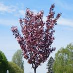 Prunus Serrulata "Royal Burgundy", Enlèvement, Printemps, Autres espèces, 400 cm ou plus