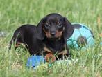 Teckel pups Black & tan korthaar, België, Reu, CDV (hondenziekte), 8 tot 15 weken