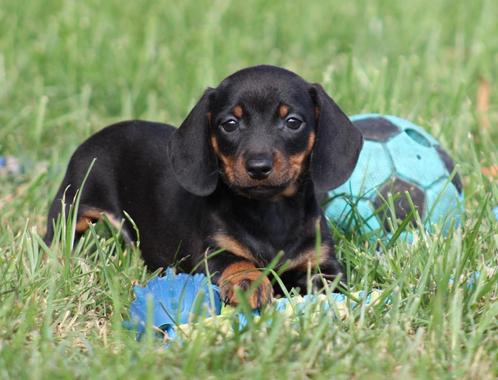 Teckel pups Black & tan korthaar, Dieren en Toebehoren, Honden | Teckels en Dashonden, Reu, Korthaar, Dwerg, Fokker | Professioneel
