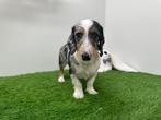 Teckel puberpup - ruwharig - Merle