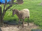Rammetje voskop / kameroen, Dieren en Toebehoren, Schapen, Geiten en Varkens, Mannelijk, Schaap, 0 tot 2 jaar