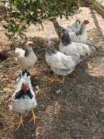Wyandottes kriel, Dieren en Toebehoren, Pluimvee