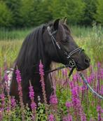 Zeer knappe shetlander ruin, Dieren en Toebehoren, Gechipt, Ruin, Zadelmak, A pony (tot 1.17m)