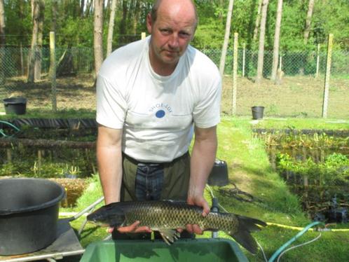 graskarper, graskarpers van 25/65 cm vanaf 15 € per stuk., Dieren en Toebehoren, Vissen | Vijvervissen, Karper of Koi