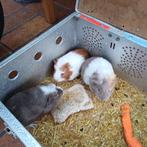 3 cavias, Dieren en Toebehoren, Oktober