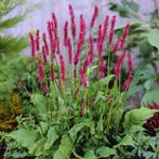 persicaria  amplexaul in pot, Jardin & Terrasse, Plantes | Jardin, Enlèvement