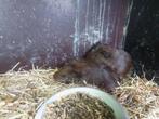 Baby cavia.s zoeken thuis, Dieren en Toebehoren, Knaagdieren, Juni, Geslacht onbekend, Cavia