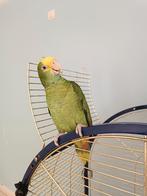 Perroquet amazonien oratrice, femelle. 2024 avec/sans cage, Animaux & Accessoires, Perroquet, Domestique