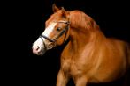 Beau poney D-pony Z1 Dressage Hunkl, Animaux & Accessoires, Poney de dressage, Vermifugé, Z, Hongre
