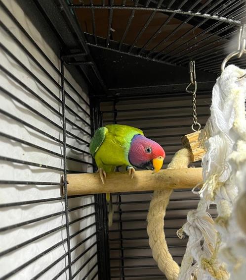 Jong koppel pruimkopparkieten, Dieren en Toebehoren, Vogels | Hokken en Kooien, Ophalen