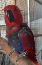 Femelle Eclectus Roratus Reproductrice, Femelle, Perroquet, Domestique