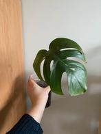 Monstera Albo Variegata, Huis en Inrichting, Ophalen