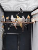 Valkparkieten, Plusieurs animaux, Perruche