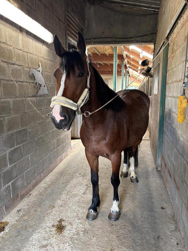 6 jarige merrie, Dieren en Toebehoren, Paarden, Merrie, Zadelmak, Minder dan 160 cm, 3 tot 6 jaar, Westernpaard, Gechipt, Ontwormd