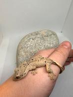 Dalmation wimpergekko / crestedgecko, Dieren en Toebehoren, Reptielen en Amfibieën, Tam, 0 tot 2 jaar