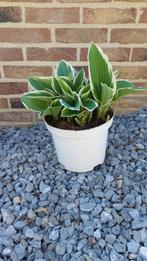 hosta undulata, Volle zon, Vaste plant, Zomer, Ophalen