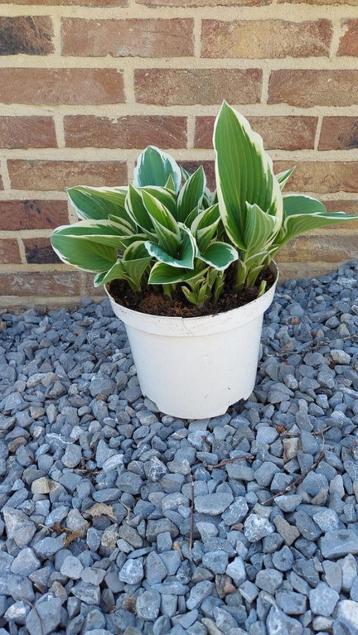 hosta undulata beschikbaar voor biedingen