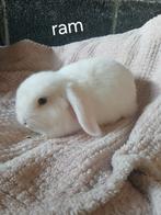 Konijnen, Dieren en Toebehoren, Konijnen