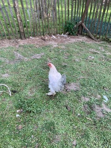 2 poules Barbu d’Uccle Isabelle à vendre beschikbaar voor biedingen