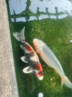 Koi, Dieren en Toebehoren