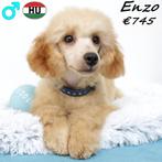 Dwergpoedel Enzo in de kleur abrikoos - zoekt baasje, Dieren en Toebehoren, Poedel, 15 weken tot 1 jaar, Buitenland, CDV (hondenziekte)