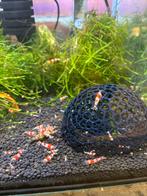 Crystal red garnalen, Dieren en Toebehoren