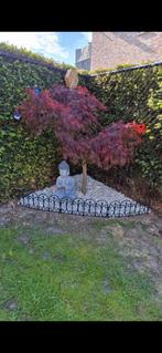 Japanse esdoorn, Tuin en Terras, Ophalen