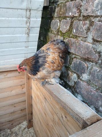 Cochin krielen met prachtige kleuren enkel haantjes beschikbaar voor biedingen