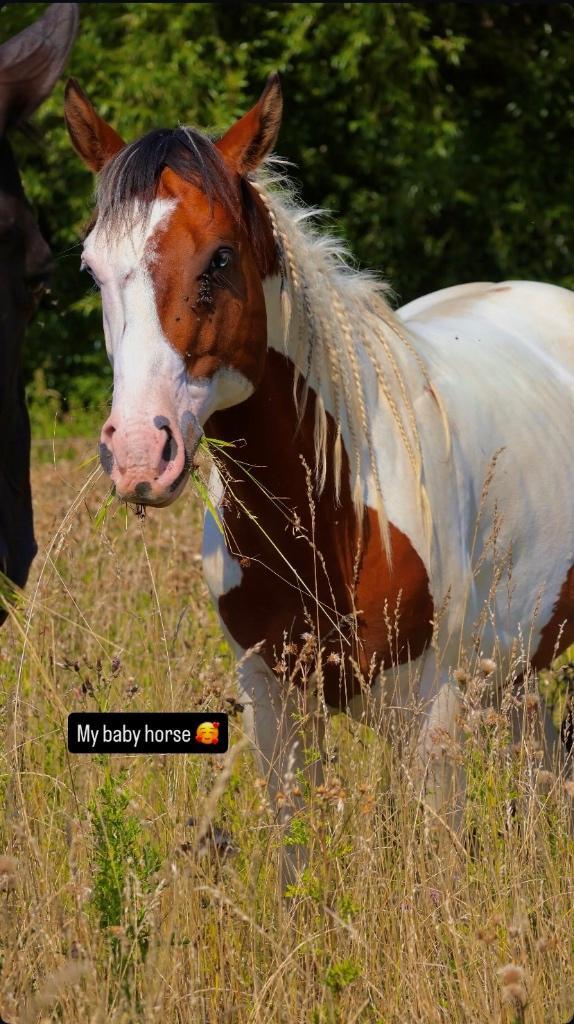 American paint horse, Animaux & Accessoires, Chevaux, Étalon, Débourré, Moins de 160 cm, 3 à 6 ans, Cheval western, Avec pedigree