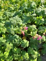 Geranium: ooievaarsbek, Tuin en Terras, Planten | Tuinplanten, Ophalen of Verzenden, Lente, Vaste plant, Bodembedekkers