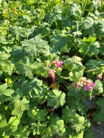 Geranium: ooievaarsbek beschikbaar voor biedingen