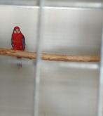Rosella, Dieren en Toebehoren, Mannelijk, Parkiet, Geringd