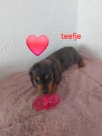 Mooie dwergteckels. ,, Parvo, België, 8 tot 15 weken, Korthaar