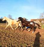 Palomino en overo merries, Dieren en Toebehoren, M