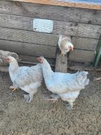 Brahma isabelle kleur hen