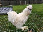 Witte zijdehoen haan, Dieren en Toebehoren, Pluimvee