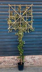 leiboom, Tuin en Terras, Ophalen, Winter, Volle zon, Leiboom