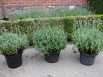 dikke bossen lavendel ,uit volle grond, v,a 1.20€, Volle zon, Vaste plant, Zomer, Ophalen