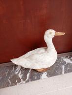 Taxidermie opgezette witte eend, Enlèvement ou Envoi