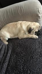 mopshond te koop, Dieren en Toebehoren, Honden-accessoires, Ophalen, Gebruikt
