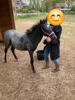 Op zoek naar Orlando (olly), Dieren en Toebehoren, Pony's, B