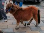 Shetlandmerrietje (1,5jaar) met stamboekpapieren, Dieren en Toebehoren, Pony's, Merrie, Niet van toepassing, Gechipt, 0 tot 2 jaar