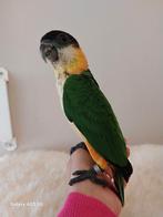 Caique, Dieren en Toebehoren, Vogels | Parkieten en Papegaaien, Dwergpapegaai of Agapornis