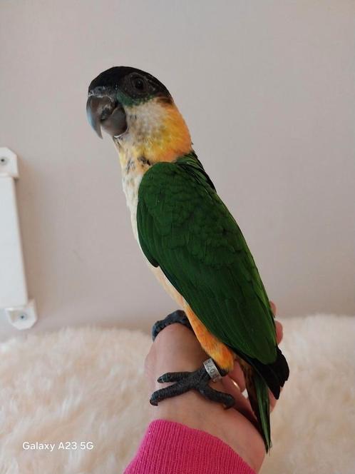 Caique, Dieren en Toebehoren, Vogels | Parkieten en Papegaaien, Dwergpapegaai of Agapornis